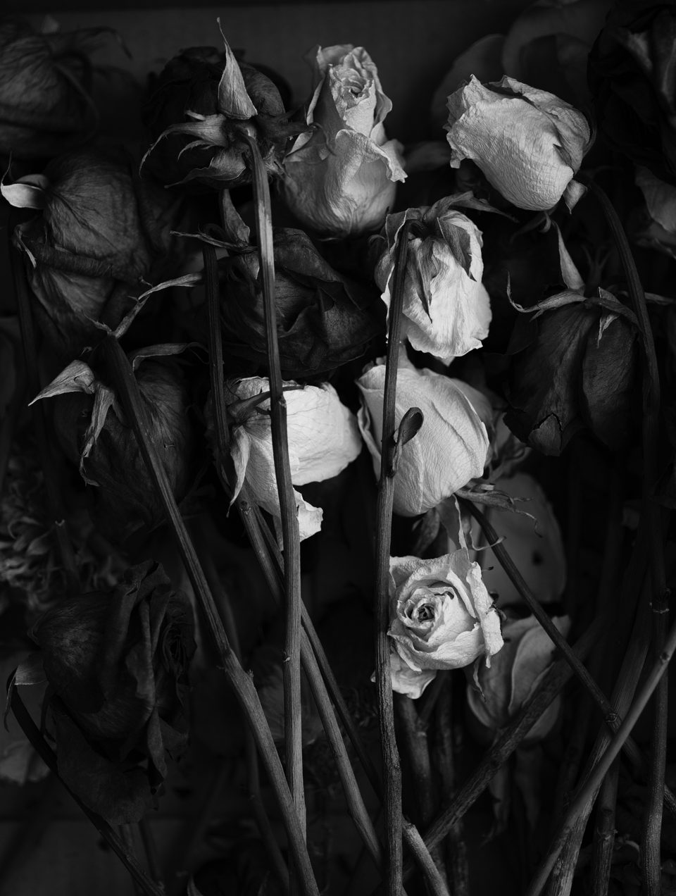 Box Full of Dead Roses - Black and White Photograph by Keith Dotson. Buy a fine art print.