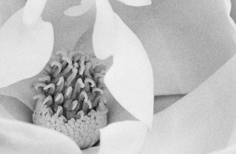 This detail crop shows a close-up look at the film grain in this photograph, which was shot using Kodak Tri-X black and white film.