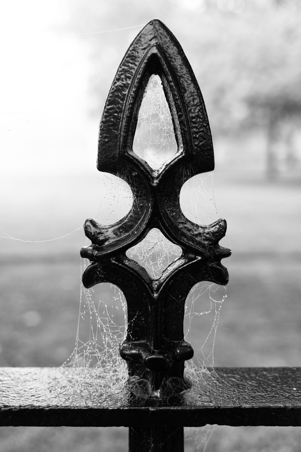 Black and white photograph of a fence picket draped in cobwebs sparkling with dew drops

