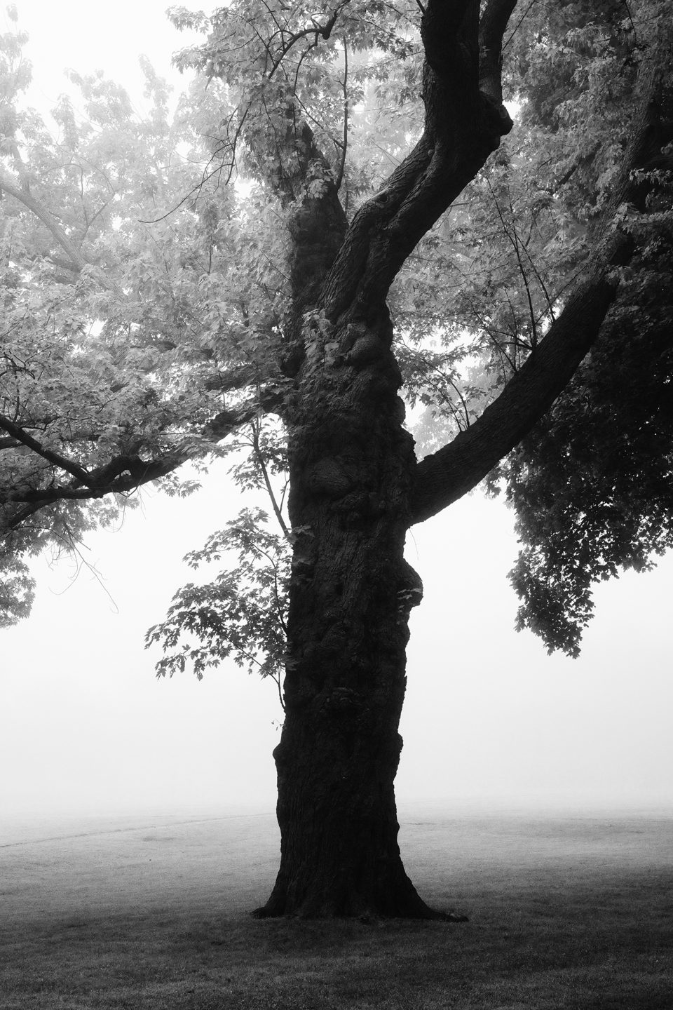 Black and white landscape photograph of a big old tree in the dramatic light of a foggy morning