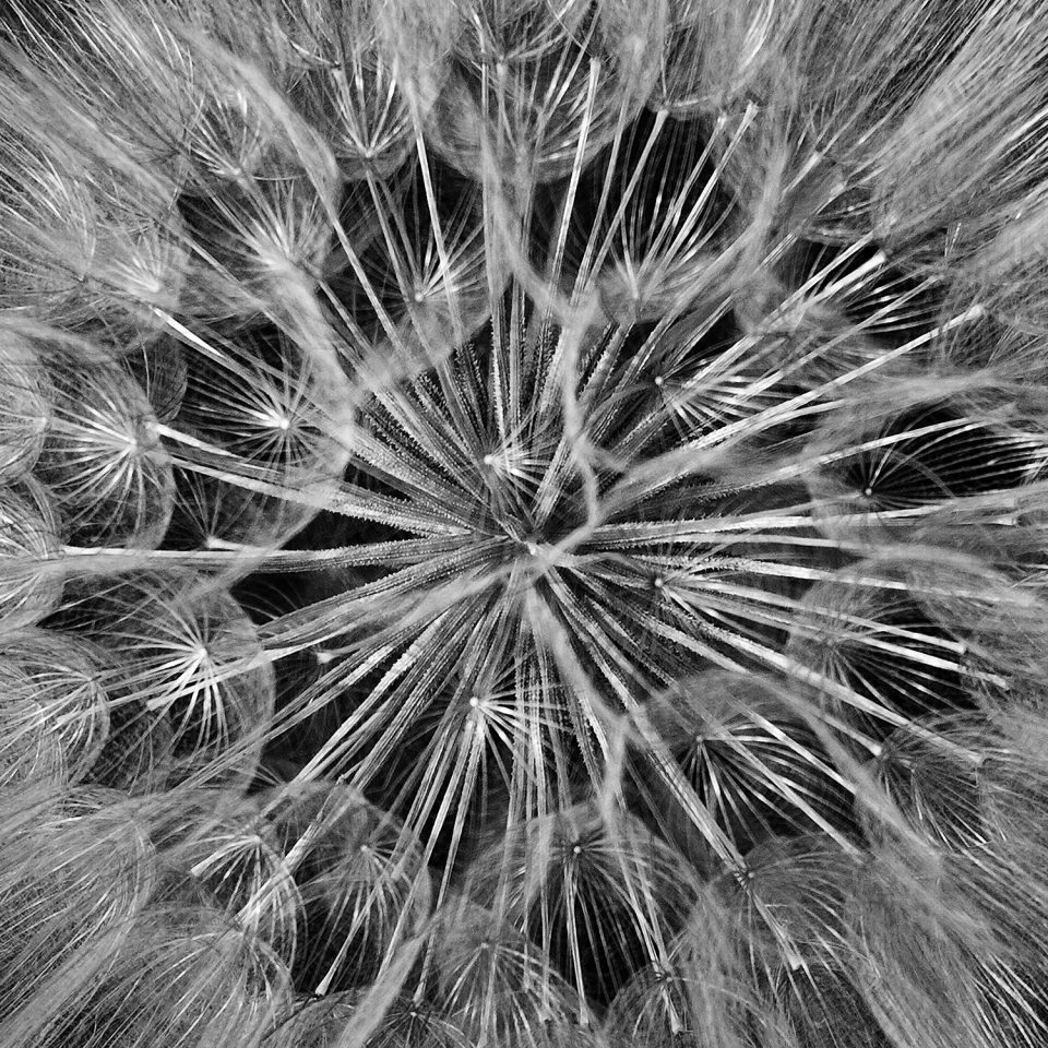 Dandelion Detail, black and white photograph by Keith Dotson, a featured image in the Longue Vue House art show in 2023.