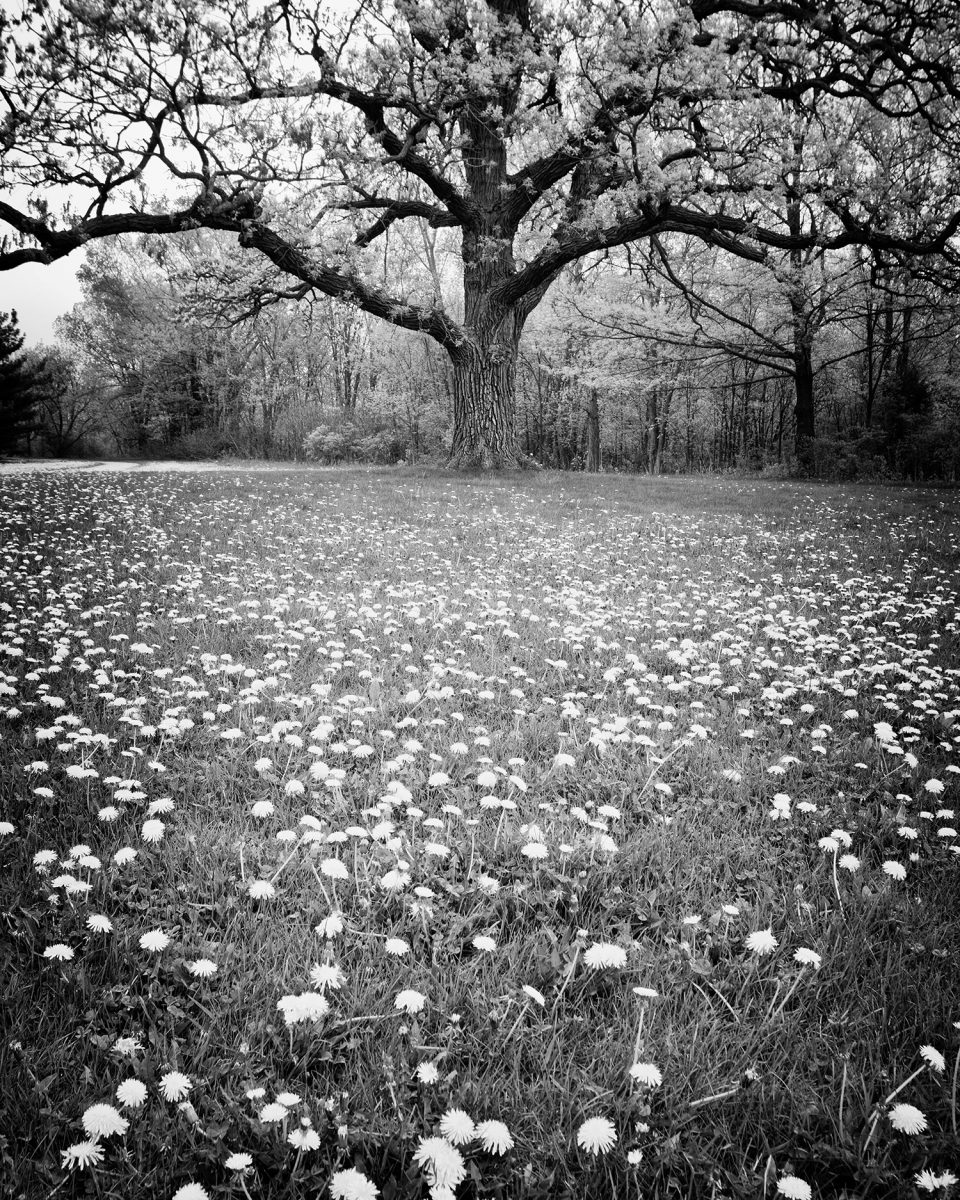 Giant Burr Oak in a Field of Dandelions, black and white photograph by Keith Dotson, a featured image in the Longue Vue House art show in 2023.