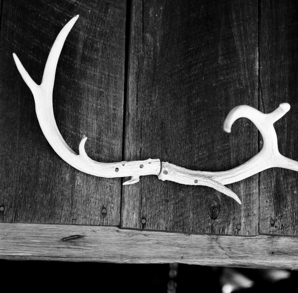 Black and white photograph of mounted antlers at Museum of Appalachia in Tennessee, shot on Fomapan 100 film with Hasselblad 500 C/M camera by Keith Dotson.