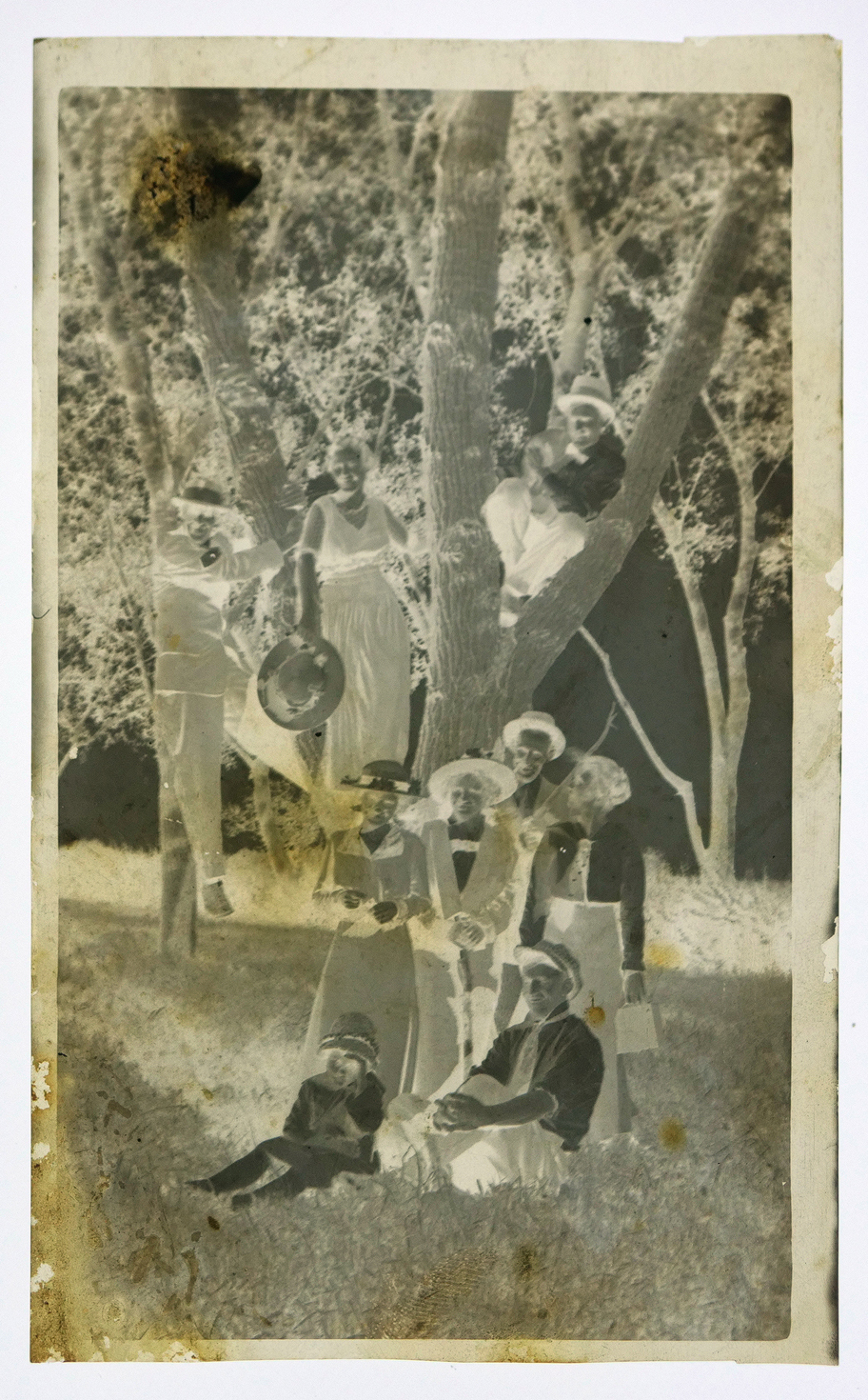 Old film negative shows nine jovial people collected in period clothes gathered around a tree, with a few people in the branches of the tree.