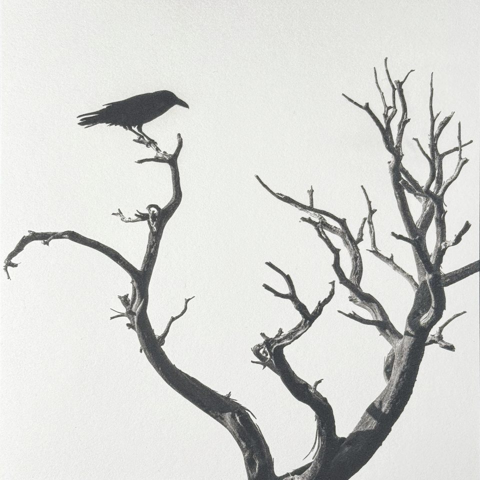 Raven on a Dead Tree in the Guadalupe Mountains of Texas - 7 x 7" handmade platinum/palladium limited edition print by Keith Dotson. Edition of 8 plus two artist proofs. Signed and numbered on the back.