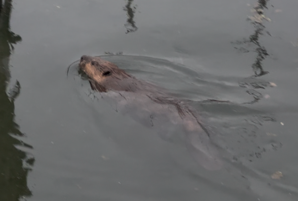 Photographer Keith Dotson announces a new YouTube channel with videos of animals and birds found in his local urban wetland