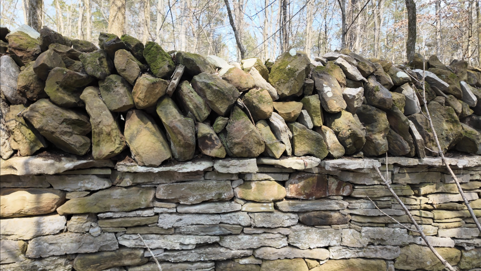 In this photo of the old stone wall at Long Hunter can be seen long flat lines of golden stones running through the wall. These may represent images of snakes and the reddish stone seen near the tree branch at right may represent a serpent's head.