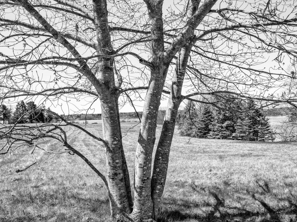 A tree in the lower portion of Christina's meadow between the house and the cemetery.