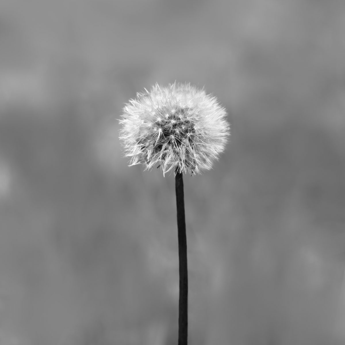 Black and white photograph of a dandelion found in a prairie at Cherokee Marsh in Madison Wisconsin