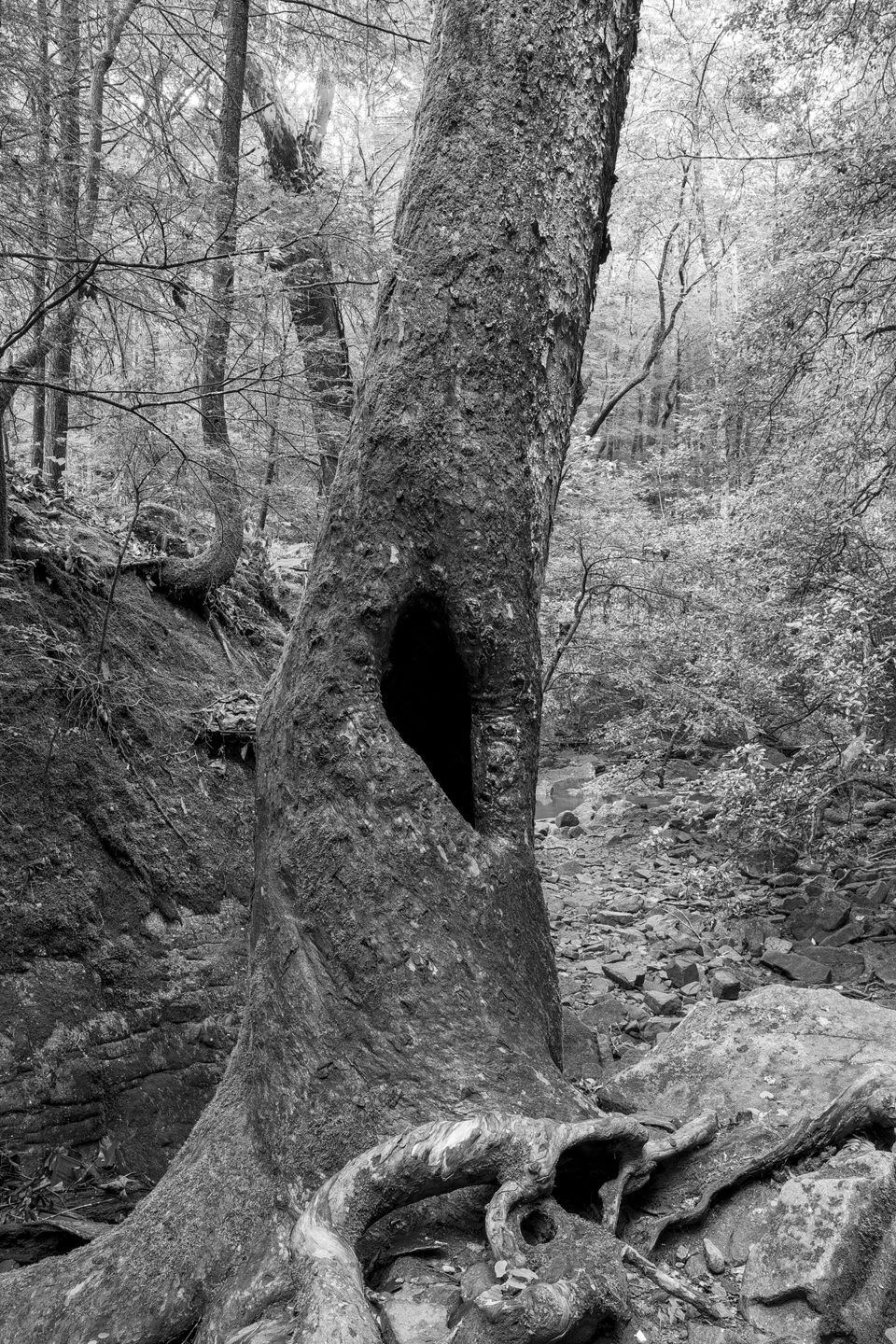 A hollow tree on a hillside in Tennessee's Savage Gulf State Park.