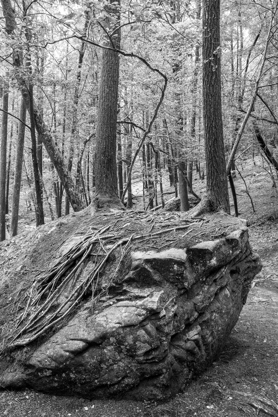 Trees rooted to a massive boulder in Savage Gulf State Park, Tennessee.