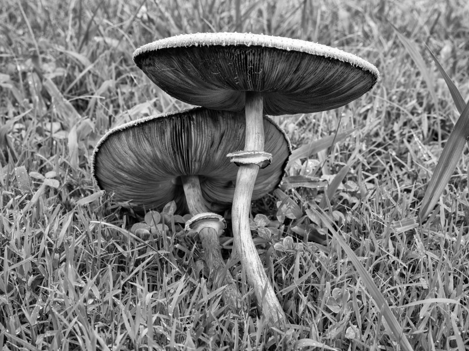 Two toadstools from a fairy ring discovered in summer 2026. Photograph by Keith Dotson.