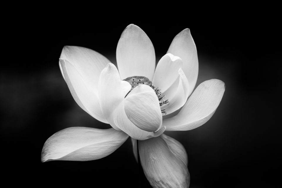 Lotus flower blooming in a pond in late summer 2026. Photograph by Keith Dotson.