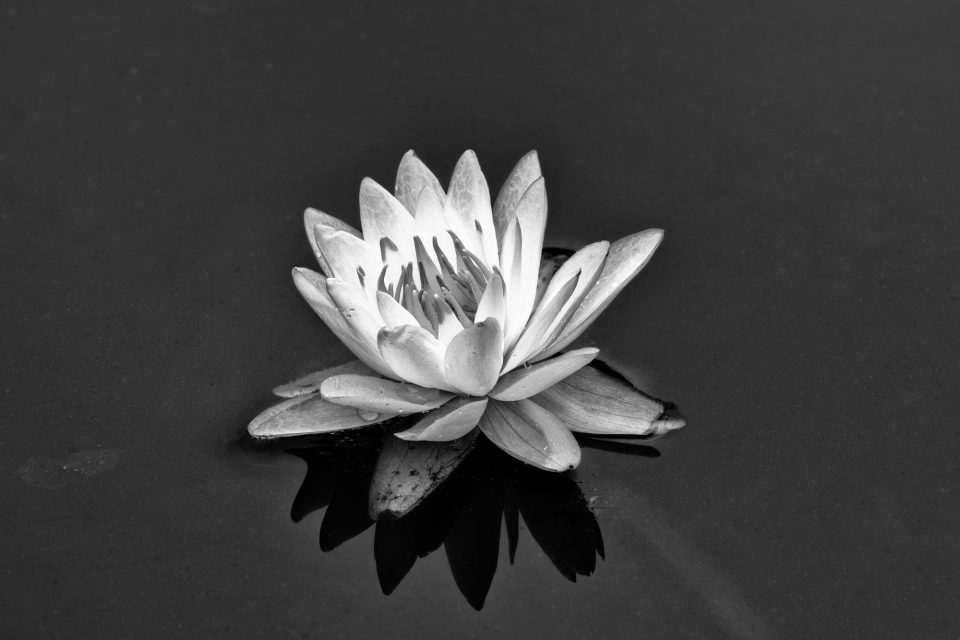 Water lily blossom found in the same in a pond. Photograph by Keith Dotson.