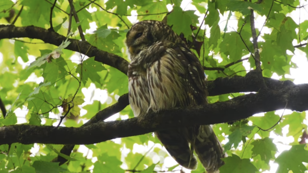 Barred owl resting on a tree branch in the green forest.